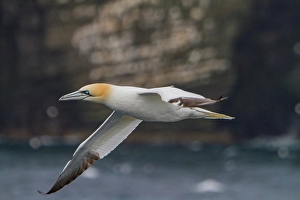 Gannet Prints: Northern gannet (Morus bassanas)