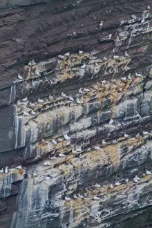 Gannet Prints: Northern gannet (Morus bassanas) breeding colony at the cliffs of Noss