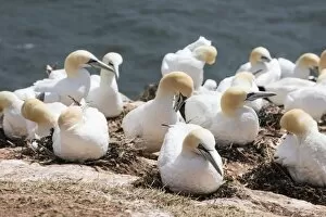 Large Group Of Animals Gallery: Northern gannet (Morus bassanus) colony, Heligoland, small German archipelago in the North Sea