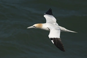 Northern gannet (Sula bassana) in flight, United Kingdom, Europe