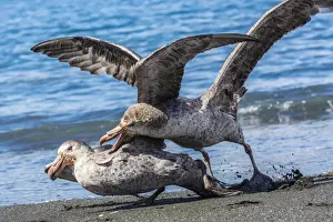 Northern giant petrel (Macronectes halli) fighting over dead fur seal carcass, Gold Harbour, South Georgia, South Atlantic Ocean, Polar Regions