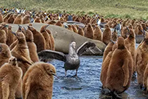South Pole Prints: Northern giant petrel (Macronectes halli) amongst king penguin chicks at Gold Harbour