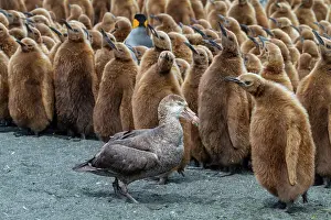 Wildlife Conservation Prints: Northern giant petrel (Macronectes halli) amongst king penguin chicks at Gold Harbour