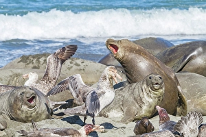 Rituals Prints: Northern giant petrels (Macronectes halli)