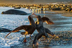Rituals Prints: Northern giant petrels (Macronectes halli) fighting over the scavenging rights to a dead fur seal pup at St
