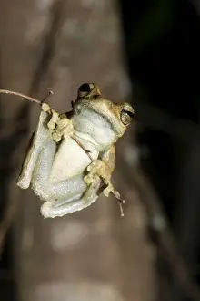 Queensland Prints: Northern laughing tree frog (Roths tree frog) (Litoria rothii)