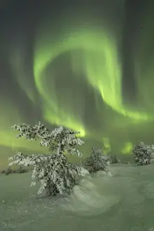 Northern Lights (Aurora Borealis) on the frozen tree in the snowy woods, Levi, Sirkka