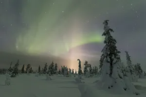 Northern Lights (Aurora Borealis) above the snowy woods, Pallas-Yllastunturi National Park