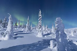 Finland Prints: Northern Lights (Aurora Borealis) above the snowy woods, Pallas-Yllastunturi National Park