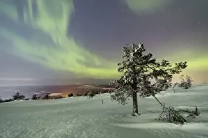 Northern Lights (Aurora Borealis) and starry sky on the snowy landscape and the frozen trees