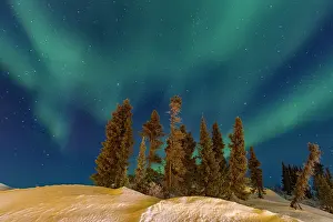 Northern Prints: Northern lights dance over a boreal forest under a starry sky in wintertime