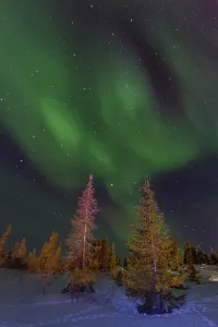 Silhouettes Prints: Northern lights display over boreal forest by Great Slave Lake in Northwest Territories Canada during a clear night