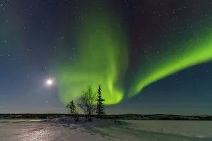 Northern Prints: Northern lights display above boreal forest at Great Slave Lake in winter night sky in Northwest Territories