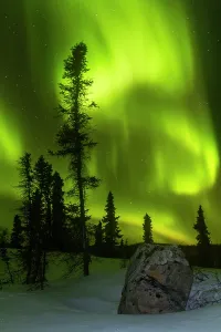 Northern Prints: Northern lights display glowing above boreal forest and snowy ground near Great Slave Lake