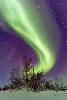 Northern Prints: Northern Lights display over trees and sky in Northwest Territories Canada during winter evening