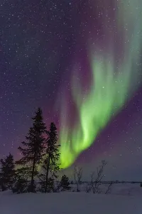 Northern Prints: Northern lights illuminate the sky above trees in the boreal forest at Great Slave Lake in Northwest Territories