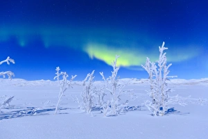 Covering Prints: Northern lights turn green the night sky lit by the full moon, Riskgransen, Norbottens Ian