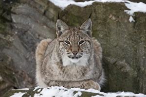 Northern lynx (Lynx lynx lynx), captive, Highland Wildlife Park, Kingussie, Scotland