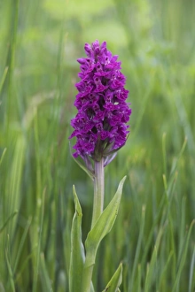 Mull Prints: Northern marsh orchid (Dactylorhiza purpurella)