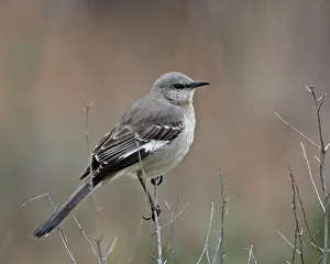 Foreground Focus Gallery: Northern mockingbird (Mimus polyglottos), San Jacinto Wildlife Area, California