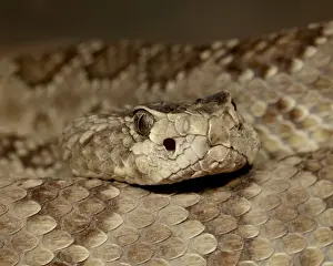 Northern Mojave Rattlesnake (Crotalus scutulatus scutulatus) in captivity
