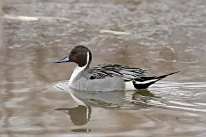 Northern pintail (Anas acuta), Bosque del Apache National Wildlife Refuge
