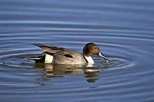 Ripple Prints: Northern pintail (Anas acuta) drake