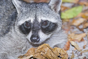 Images Dated 18th January 2009: Northern Racoon (Procyon lotor), Manuel Antonio National Park, Costa Rica