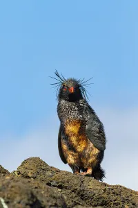 Wildlife Conservation Prints: Northern rockhopper penguin (Eudyptes moseleyi) covered in spilled oil from the wreck of the MS Oliva