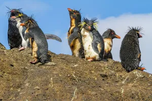 Wildlife Protection Prints: Northern rockhopper penguins (Eudyptes moseleyi) covered in spilled oil from the wreck of the MS Oliva