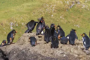 Marine Conservation Prints: Northern rockhopper penguins (Eudyptes moseleyi) covered in spilled oil from the wreck of the MS Oliva