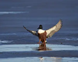 Duck Prints: Northern shoveler (Anas clypeata) male landing on a frozen pond in the winter, Bosque