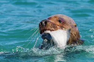 Alaskan Prints: Northern (Steller) sea lion (Eumetopias jubatus) close-up eating a halibut in Southeastern Alaska