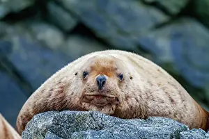Pacific Coast Prints: Northern (Steller) sea lion (Eumetopias jubatus) hauled out in Inian Pass