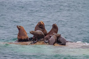 Animal Conservation Prints: Northern (Steller) sea lions (Eumetopias jubatus) hauled out at South Marble Island in Glacier Bay National Park