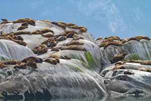 Alaskan Prints: Northern (Steller) sea lions, (Eumetopias jubatus)