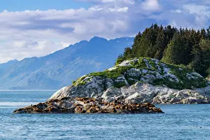 Northwest Prints: Northern (Steller) sea lions, (Eumetopias jubatus)