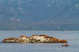 Outcrops Prints: Northern (Steller) sea lions, (Eumetopias jubatus)