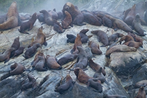 Outcrop Prints: Northern (Steller) sea lions (Eumetopias jubatus) hauled out on South Marble Island in Glacier Bay National Park