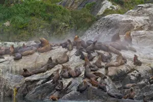 Outcrop Prints: Northern (Steller) sea lions (Eumetopias jubatus) hauled out on South Marble Island