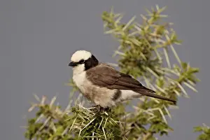 Northern white-crowned shrike (white-rumped shrike) (Eurocephalus rueppelli)