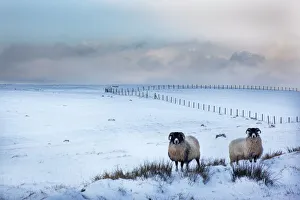 Northumberland blackface sheep in snow, Tarset, Hexham, Northumberland
