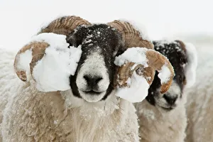 Horns Prints: Northumberland blackface sheep in snow, Tarset, Hexham, Northumberland