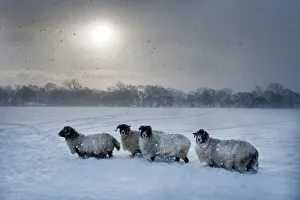 Four Animals Prints: Northumberland blackface sheep in snow, Tarset, Hexham, Northumberland