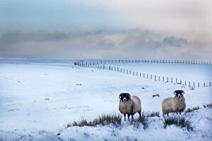 Farming Collection: Northumberland blackface sheep in snow, Tarset, Hexham, Northumberland