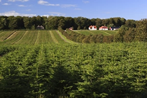 Christmas Tree Prints: Norway spruce (Christmas tree) plantation