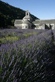 Gordes Prints: Notre-Dame de Senanque Abbey, Gordes, Vaucluse, France, Europe