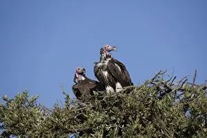 Nubian vultures (Torgos tracheliotus), Masai Mara National Reserve, Kenya, East Africa, Africa