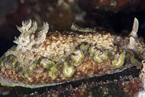Images Dated 25th December 2011: Nudibranch (Chromodoris albopunctata), grows to 65mm, Indo-Pacific waters, Philippines