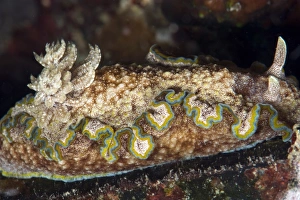 Nudibranch Prints: Nudibranch (Chromodoris albopunctata)